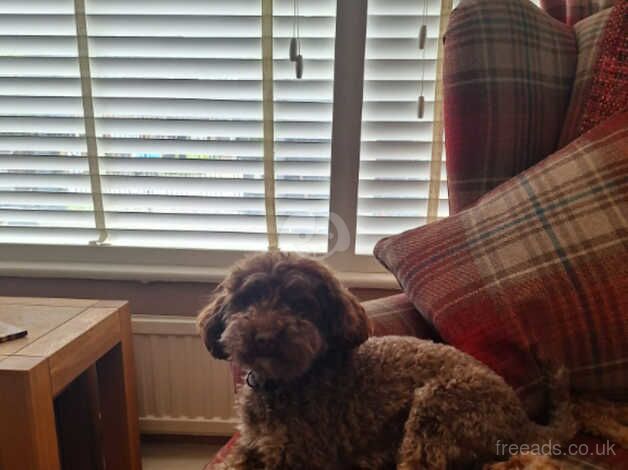 Poodle puppies for sale in St Albans, Hertfordshire – 6 years old - Image 1 of 4