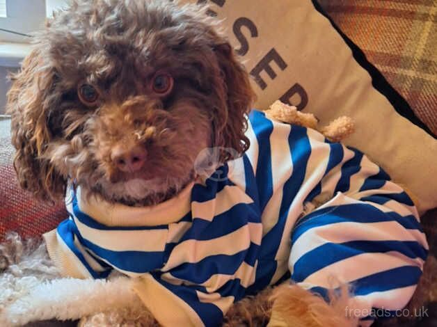 Poodle puppies for sale in St Albans, Hertfordshire – 6 years old - Image 2 of 4