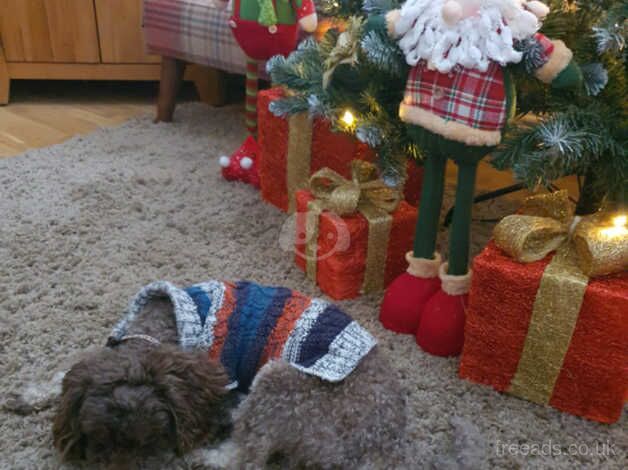 Poodle puppies for sale in St Albans, Hertfordshire – 6 years old - Image 4 of 4