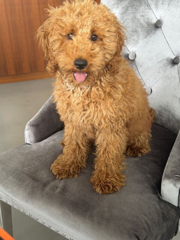 Beautiful Apricot Miniature Poodle Puppy