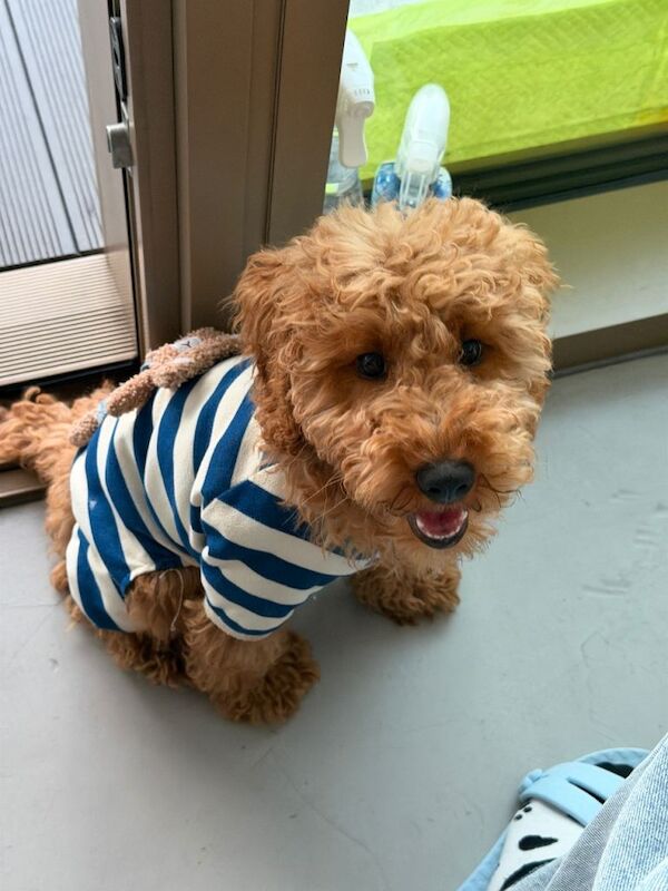 Beautiful Apricot Miniature Poodle Puppy - Image 2 of 3