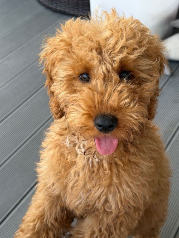 Beautiful Apricot Miniature Poodle Puppy - Image 3 of 3