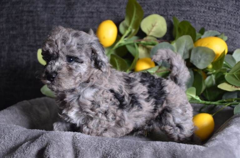 Beautiful blue merle miniature poodles