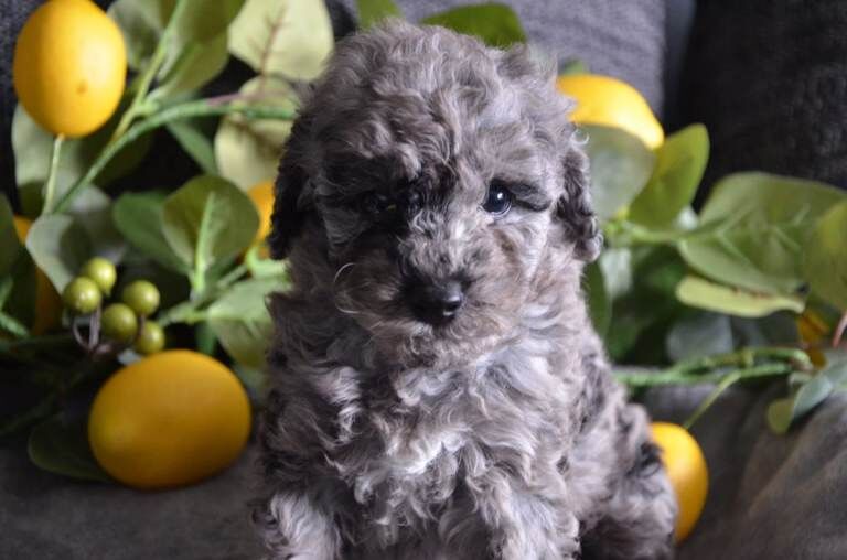 Beautiful blue merle miniature poodles - Image 2 of 5