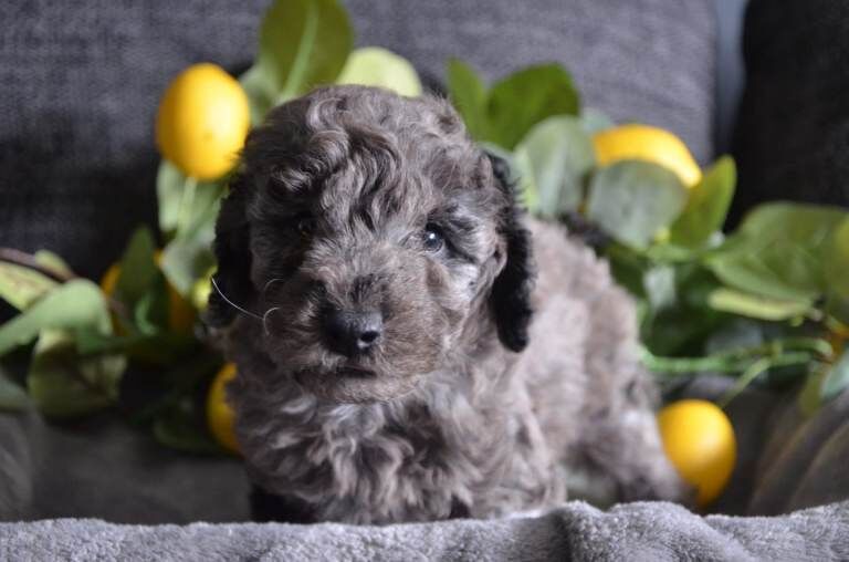 Beautiful blue merle miniature poodles - Image 3 of 5