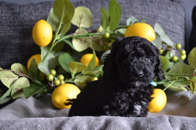 Beautiful blue merle miniature poodles - Image 4 of 5