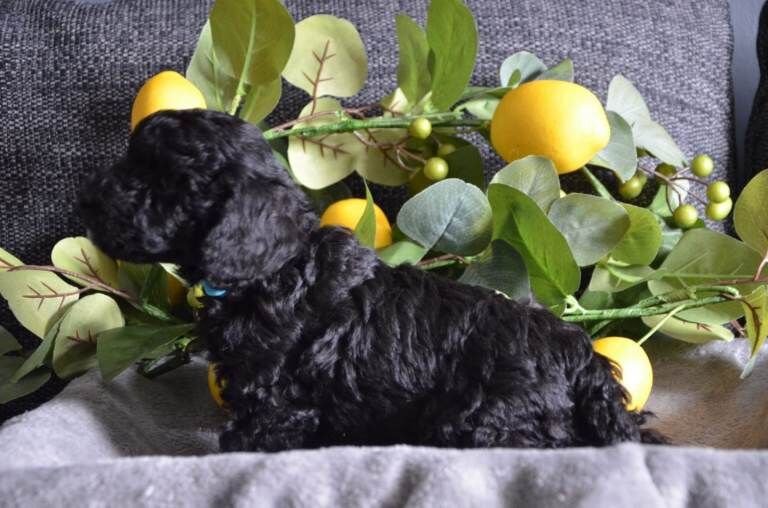 Beautiful blue merle miniature poodles - Image 5 of 5