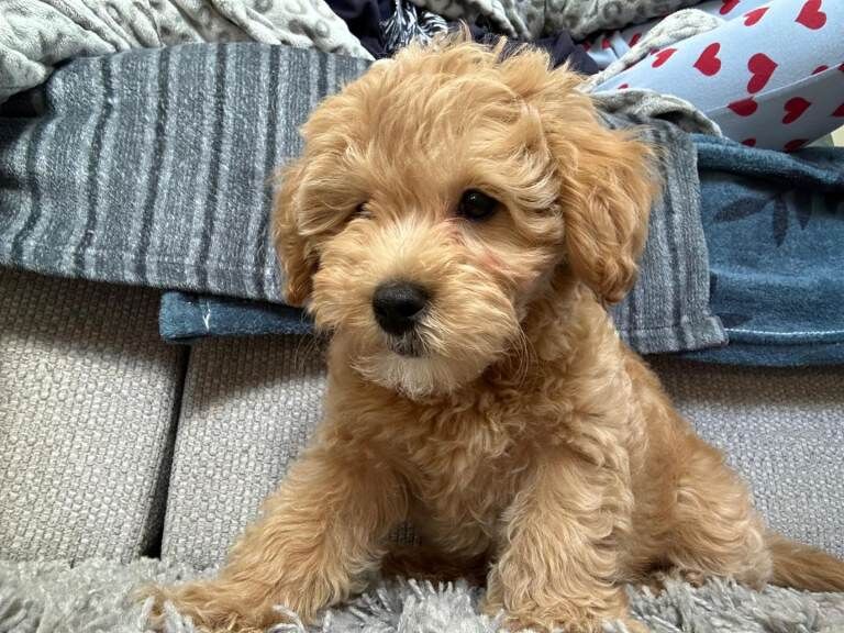 Beautiful Boy Teddy Bear Maltipoo Puppy
