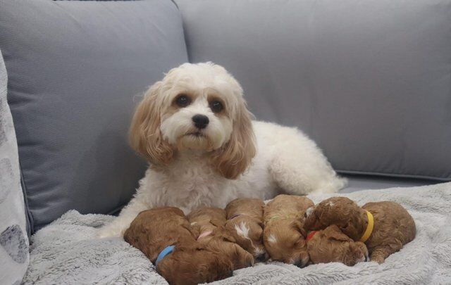 Poodle puppies for sale in Pontypool/Pont-y-pwl, Torfaen – 1 year old - Image 1 of 5