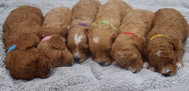 Poodle puppies for sale in Pontypool/Pont-y-pwl, Torfaen – 1 year old - Image 2 of 5