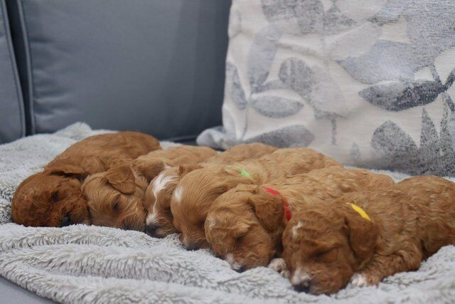 Poodle puppies for sale in Pontypool/Pont-y-pwl, Torfaen – 1 year old - Image 3 of 5