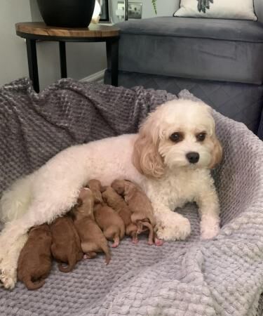 Poodle puppies for sale in Pontypool/Pont-y-pwl, Torfaen – 1 year old - Image 4 of 5
