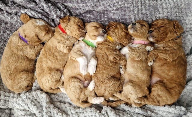 Poodle puppies for sale in Pontypool/Pont-y-pwl, Torfaen – 1 year old - Image 5 of 5