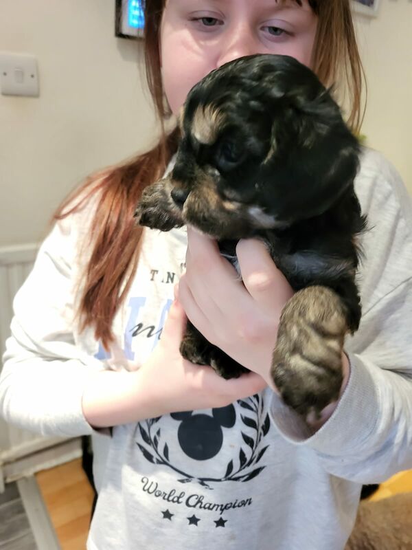 Beautiful Cavapoochon Puppy - Ready to Leave now for sale in Sheffield, South Yorkshire - Image 3