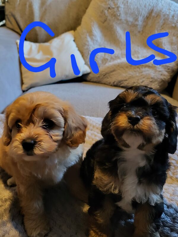 Beautiful Cavapoochon Puppy - Ready to Leave now for sale in Sheffield, South Yorkshire - Image 4