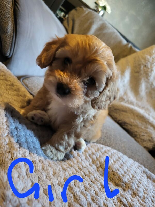 Beautiful Cavapoochon Puppy - Ready to Leave now for sale in Sheffield, South Yorkshire - Image 2