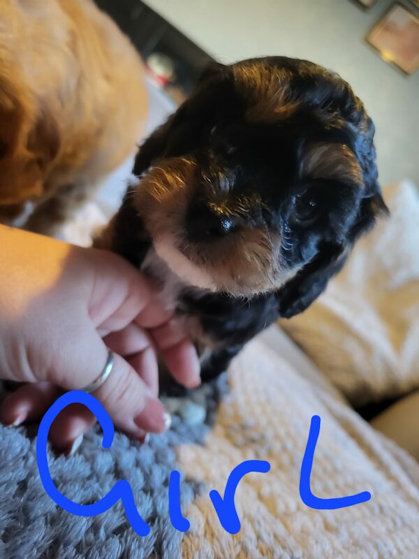 Beautiful Cavapoochon Puppy - Ready to Leave now for sale in Sheffield, South Yorkshire - Image 5