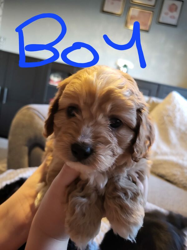 Beautiful Cavapoochon Puppy - Ready to Leave now for sale in Sheffield, South Yorkshire - Image 6