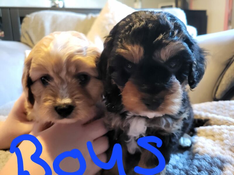 Beautiful Cavapoochon Puppy - Ready to Leave now for sale in Sheffield, South Yorkshire - Image 1