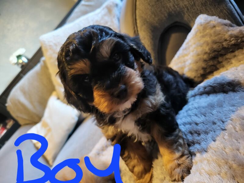 Beautiful Cavapoochon Puppy - Ready to Leave now for sale in Sheffield, South Yorkshire - Image 7