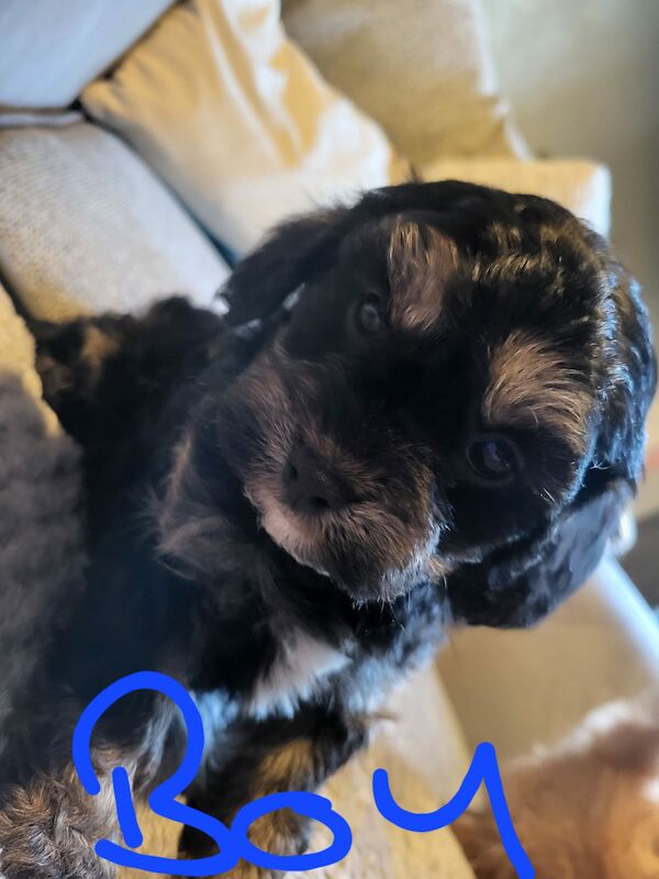 Beautiful Cavapoochon Puppy - Ready to Leave now for sale in Sheffield, South Yorkshire - Image 8