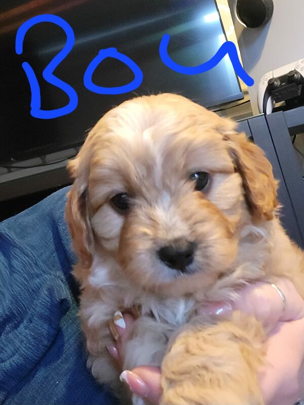 Beautiful Cavapoochon Puppy - Ready to Leave now for sale in Sheffield, South Yorkshire - Image 9
