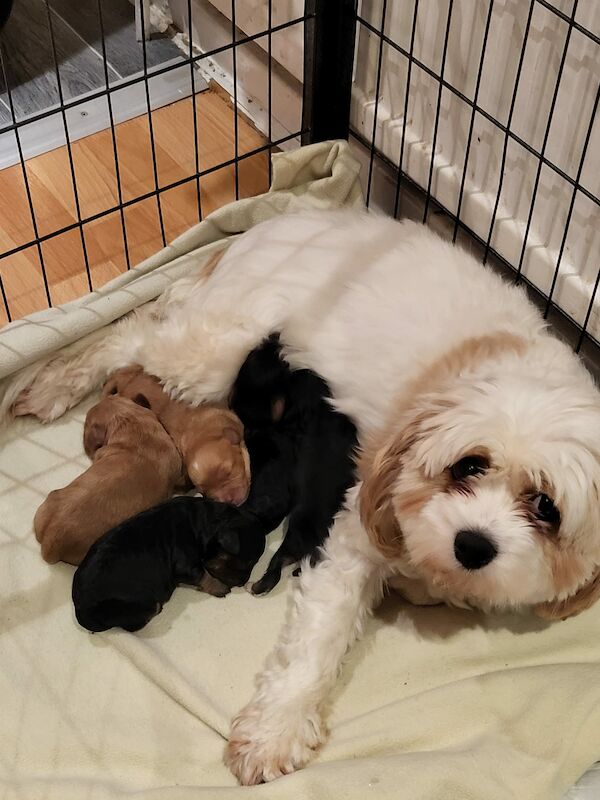 Beautiful Cavapoochon Puppy - Ready to Leave now for sale in Sheffield, South Yorkshire - Image 10