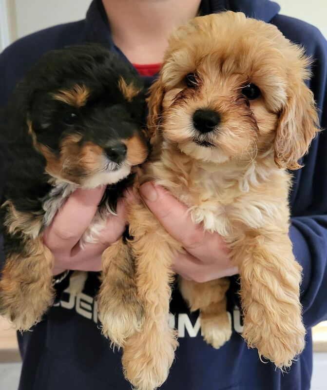 Beautiful Cavapoochon Puppy - Ready to Leave now for sale in Sheffield, South Yorkshire - Image 11