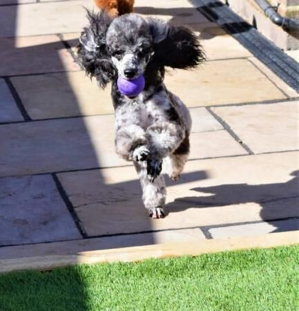 Poodle puppies for sale in Ashbourne, Derbyshire – 1 year old - Image 1 of 5
