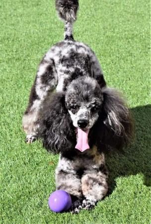 Poodle puppies for sale in Ashbourne, Derbyshire – 1 year old - Image 2 of 5