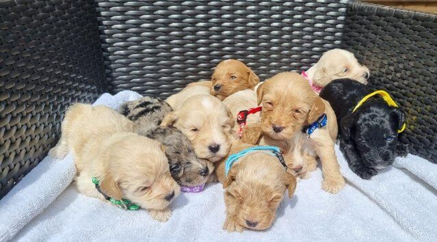 Poodle puppies for sale in Ashbourne, Derbyshire – 1 year old - Image 3 of 5