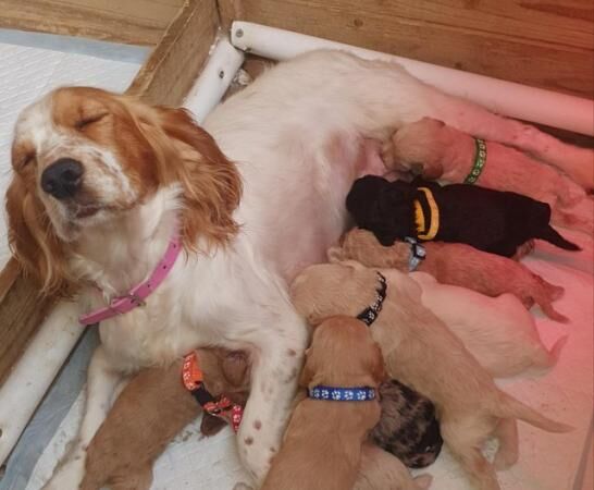 Poodle puppies for sale in Ashbourne, Derbyshire – 1 year old - Image 4 of 5