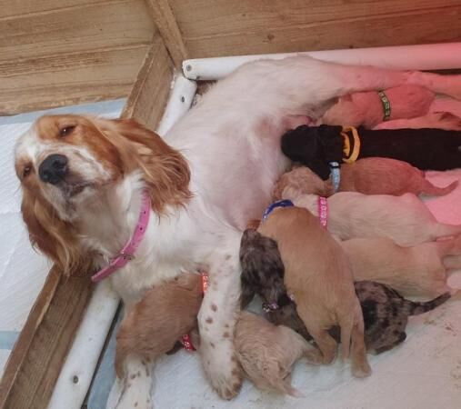 Poodle puppies for sale in Ashbourne, Derbyshire – 1 year old - Image 5 of 5