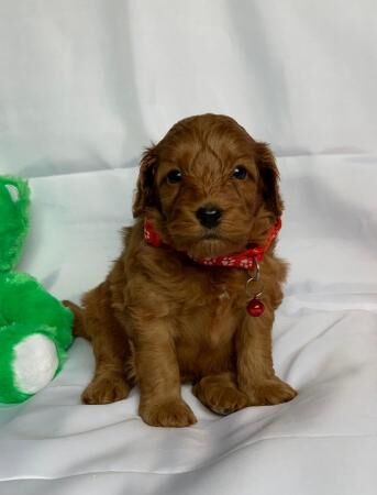 Poodle puppies for sale in Leeds, West Yorkshire – 1 year old - Image 1 of 5