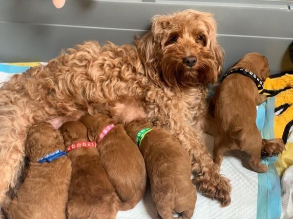 Poodle puppies for sale in Leeds, West Yorkshire – 1 year old - Image 2 of 5