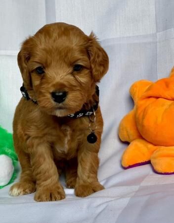Poodle puppies for sale in Leeds, West Yorkshire – 1 year old - Image 3 of 5
