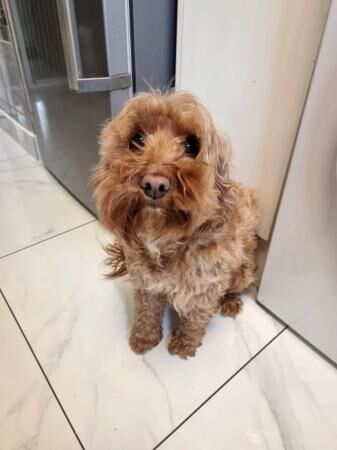 Poodle puppies for sale in Leeds, West Yorkshire – 1 year old - Image 4 of 5