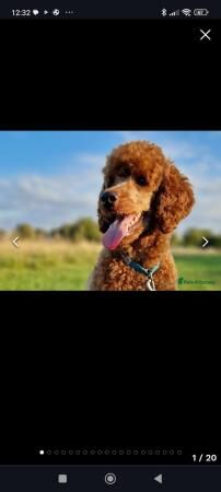Poodle puppies for sale in Leeds, West Yorkshire – 1 year old - Image 5 of 5
