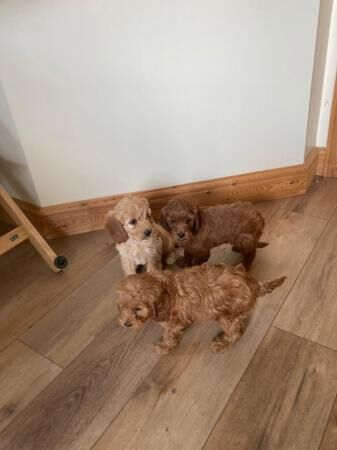 Beautiful cockapoo puppy's ready now (only 2 girls left) for sale in Blackmore, Essex