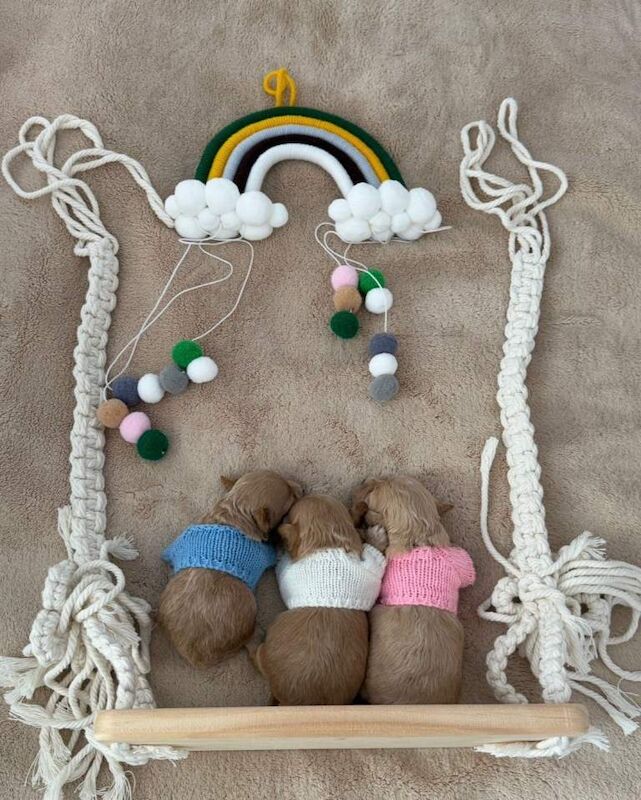 Beautiful F1 Asian Maltipoo Puppies