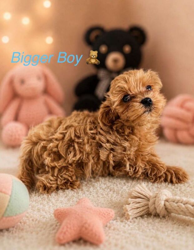 Beautiful F1 Asian Maltipoo Puppies - Image 4 of 6