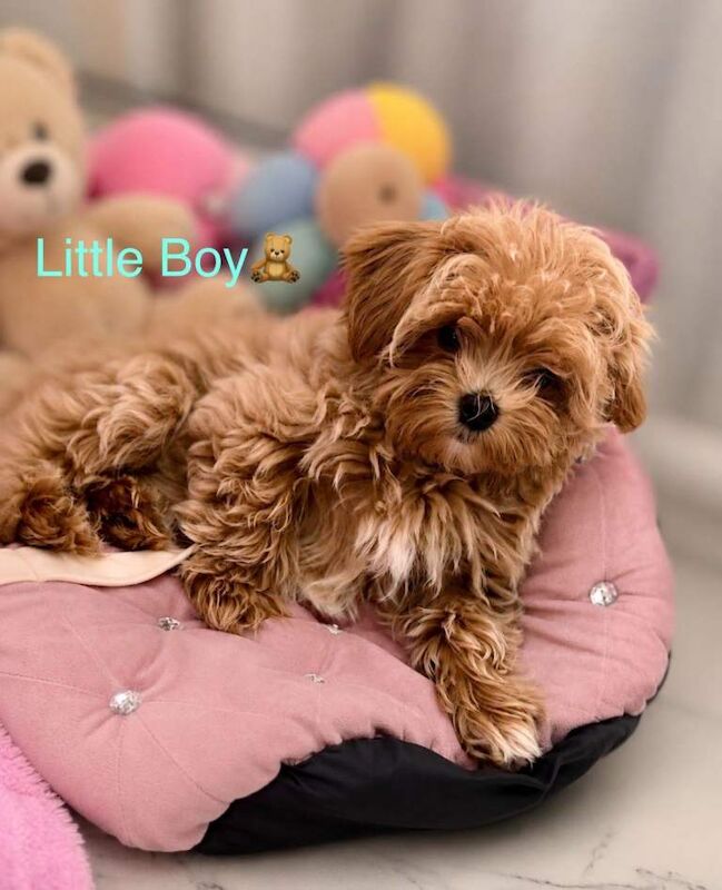 Beautiful F1 Asian Maltipoo Puppies - Image 5 of 6