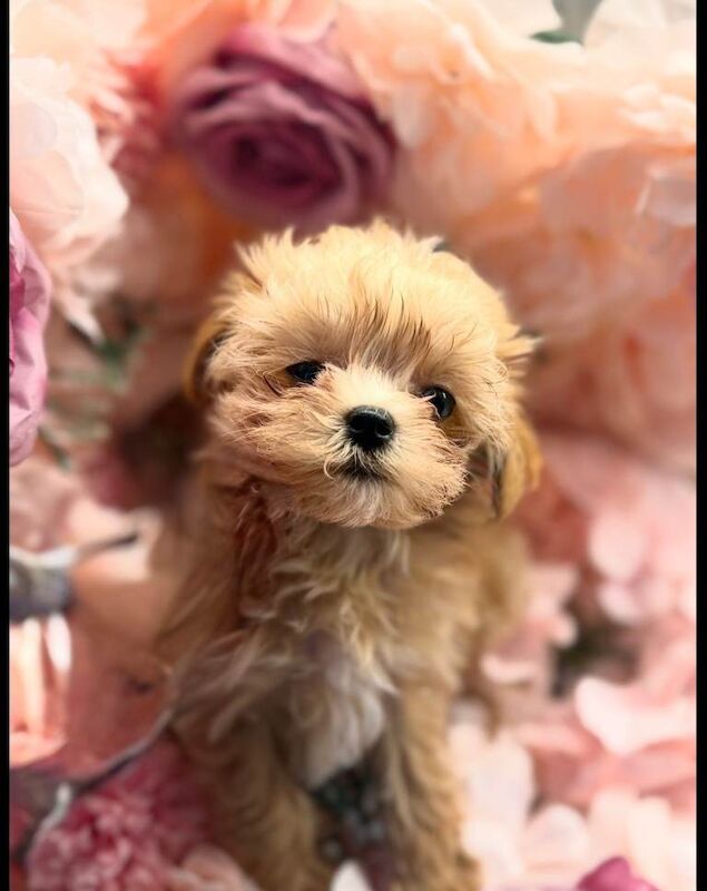 Beautiful F1 Asian Maltipoo Puppies - Image 6 of 6