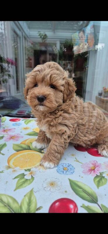 Poodle Puppies For Sale