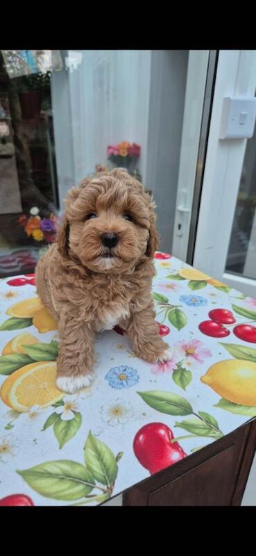 Beautiful F1 Maltipoo Boy - Ready 12th July ⭐ - Image 2 of 4