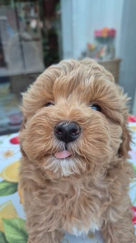 Beautiful F1 Maltipoo Boy - Ready 12th July ⭐ - Image 3 of 4
