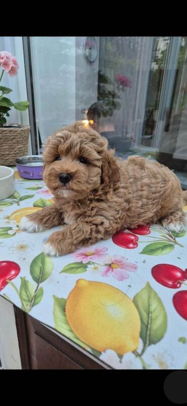 Beautiful F1 Maltipoo Boy - Ready 12th July ⭐ - Image 4 of 4