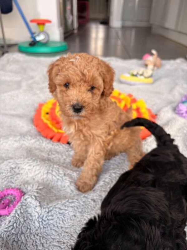 Poodle Puppies For Sale