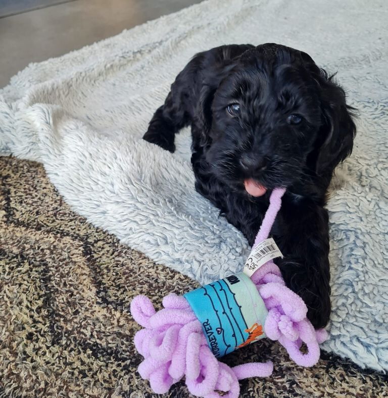 Beautiful F1b Maltipoo puppies - Image 2 of 4