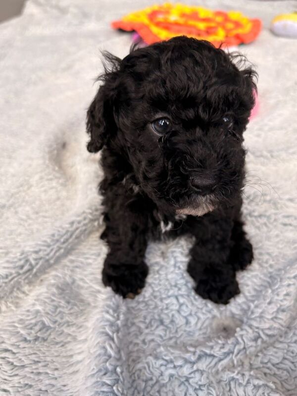Beautiful F1b Maltipoo puppies - Image 3 of 4
